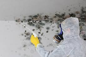 Trusted Sisseton, SD Mold Remediation Experts